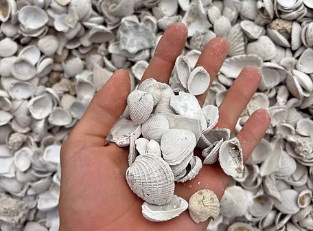 Washed shell aggregate medium size 1 to 2 inch for pathways and landscaping Florida