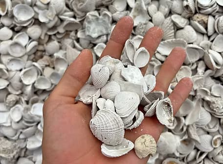 Washed shell aggregate medium size 1 to 2 inch for pathways and landscaping Florida